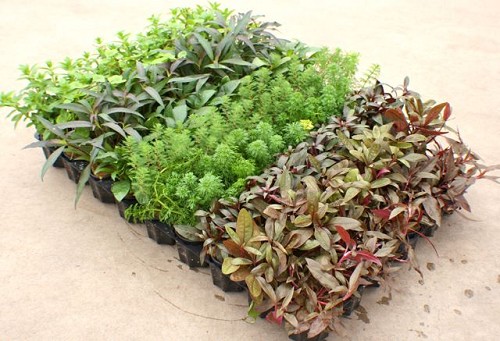 Plantenpakket Assortiment 108 st.